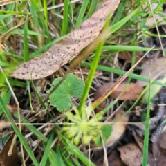 Hydrocotyle laxiflora at Tallaganda State Forest - 3 Mar 2024 05:45 PM