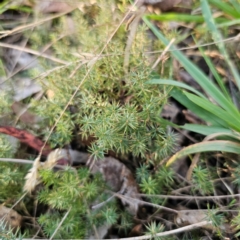 Acrotriche serrulata (Ground-berry) at Captains Flat, NSW - 3 Mar 2024 by Csteele4