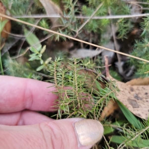 Acrotriche serrulata at QPRC LGA - 3 Mar 2024 06:51 PM