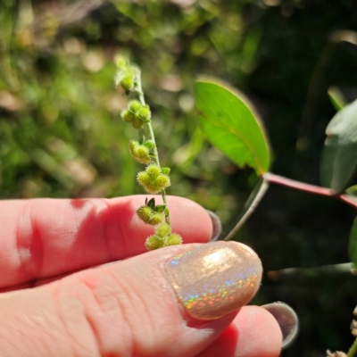 Cynoglossum australe (Australian Forget-me-not) at Tallaganda State Forest - 3 Mar 2024 by Csteele4