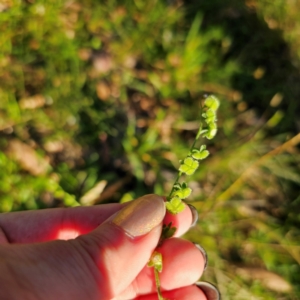 Cynoglossum australe at QPRC LGA - 3 Mar 2024 06:48 PM