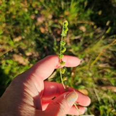 Cynoglossum australe at QPRC LGA - 3 Mar 2024 06:48 PM