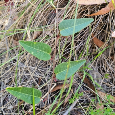 Hardenbergia violacea (False Sarsaparilla) at Captains Flat, NSW - 3 Mar 2024 by Csteele4