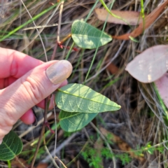 Hardenbergia violacea at QPRC LGA - 3 Mar 2024