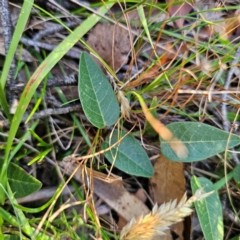 Hardenbergia violacea at QPRC LGA - 3 Mar 2024