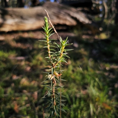 Melichrus urceolatus (Urn Heath) at Captains Flat, NSW - 3 Mar 2024 by Csteele4