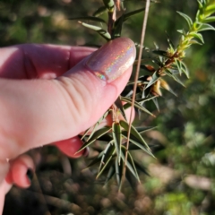 Melichrus urceolatus at QPRC LGA - 3 Mar 2024