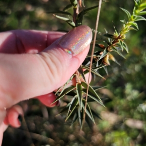 Melichrus urceolatus at QPRC LGA - 3 Mar 2024