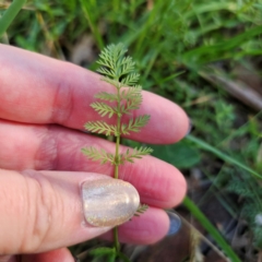 Oreomyrrhis eriopoda (Australian Carraway) at Tallaganda State Forest - 3 Mar 2024 by Csteele4