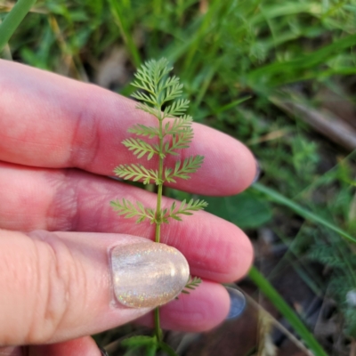 Oreomyrrhis eriopoda (Australian Carraway) at Tallaganda State Forest - 3 Mar 2024 by Csteele4