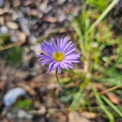 Brachyscome spathulata (Coarse Daisy, Spoon-leaved Daisy) at Tallaganda State Forest - 3 Mar 2024 by Csteele4