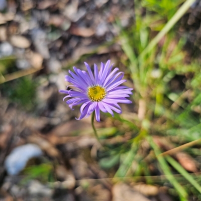 Brachyscome spathulata (Coarse Daisy, Spoon-leaved Daisy) at Captains Flat, NSW - 3 Mar 2024 by Csteele4