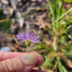 Brachyscome spathulata at QPRC LGA - 3 Mar 2024