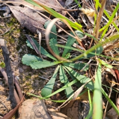 Brachyscome spathulata at QPRC LGA - 3 Mar 2024