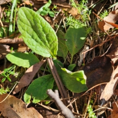 Cymbonotus sp. (preissianus or lawsonianus) (Bears Ears) at Tallaganda State Forest - 3 Mar 2024 by Csteele4