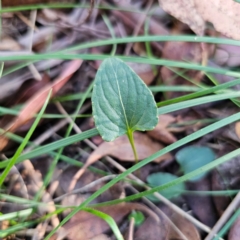 Viola betonicifolia (Mountain Violet) at Captains Flat, NSW - 3 Mar 2024 by Csteele4