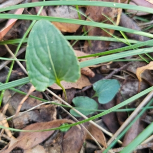 Viola betonicifolia at QPRC LGA - 3 Mar 2024