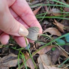 Viola betonicifolia at QPRC LGA - 3 Mar 2024