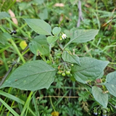 Solanum nigrum (Black Nightshade) at Captains Flat, NSW - 3 Mar 2024 by Csteele4