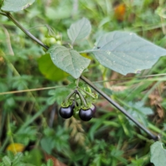 Solanum nigrum at QPRC LGA - 3 Mar 2024