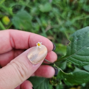 Solanum nigrum at QPRC LGA - 3 Mar 2024