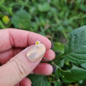 Solanum nigrum at QPRC LGA - 3 Mar 2024 05:56 PM