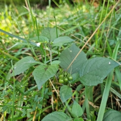 Solanum nigrum at QPRC LGA - 3 Mar 2024