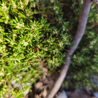 Exoneura sp. (genus) (A reed bee) at Tallaganda State Forest - 3 Mar 2024 by Csteele4