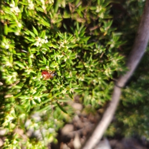 Exoneura sp. (genus) at QPRC LGA - 3 Mar 2024