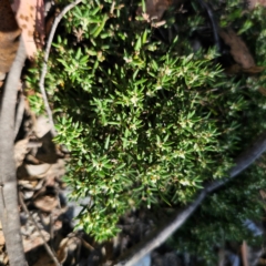 Monotoca scoparia (Broom Heath) at Tallaganda State Forest - 3 Mar 2024 by Csteele4