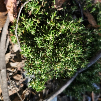 Monotoca scoparia (Broom Heath) at Captains Flat, NSW - 3 Mar 2024 by Csteele4