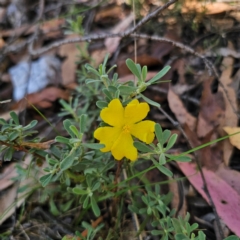 Hibbertia obtusifolia (Grey Guinea-flower) at Captains Flat, NSW - 3 Mar 2024 by Csteele4