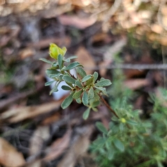 Hibbertia obtusifolia at QPRC LGA - 3 Mar 2024