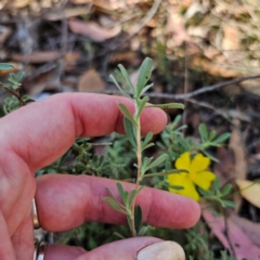 Hibbertia obtusifolia at QPRC LGA - 3 Mar 2024