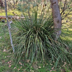 Lomandra longifolia (Spiny-headed Mat-rush, Honey Reed) at Captains Flat, NSW - 3 Mar 2024 by Csteele4