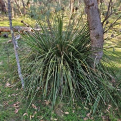 Lomandra longifolia (Spiny-headed Mat-rush, Honey Reed) at Tallaganda State Forest - 3 Mar 2024 by Csteele4