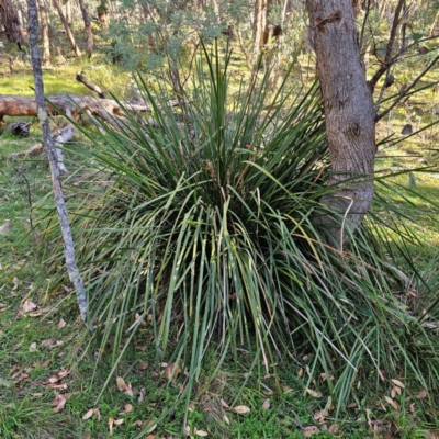 Lomandra longifolia (Spiny-headed Mat-rush, Honey Reed) at Captains Flat, NSW - 3 Mar 2024 by Csteele4