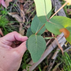 Eucalyptus dives (Broad-leaved Peppermint) at Captains Flat, NSW - 3 Mar 2024 by Csteele4