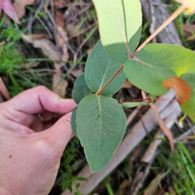 Eucalyptus dives (Broad-leaved Peppermint) at QPRC LGA - 3 Mar 2024 by Csteele4