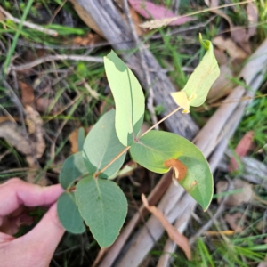 Eucalyptus dives at QPRC LGA - 3 Mar 2024