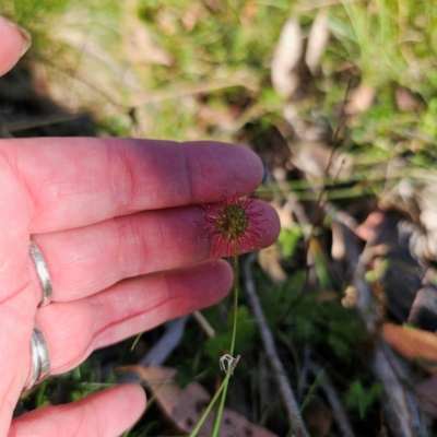 Acaena novae-zelandiae (Bidgee Widgee) at Captains Flat, NSW - 3 Mar 2024 by Csteele4