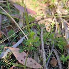 Acaena novae-zelandiae at Tallaganda State Forest - 3 Mar 2024 05:40 PM