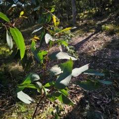 Eucalyptus pauciflora subsp. pauciflora (White Sally, Snow Gum) at Captains Flat, NSW - 3 Mar 2024 by Csteele4
