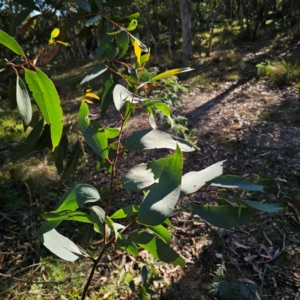 Eucalyptus pauciflora subsp. pauciflora (White Sally, Snow Gum) at Tallaganda State Forest by Csteele4