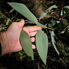 Eucalyptus pauciflora subsp. pauciflora at QPRC LGA - 3 Mar 2024
