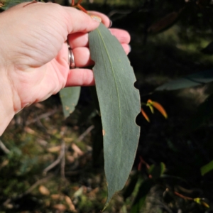 Eucalyptus pauciflora subsp. pauciflora at QPRC LGA - 3 Mar 2024