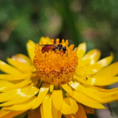 Exoneura sp. (genus) (A reed bee) at Tallaganda State Forest - 3 Mar 2024 by MatthewFrawley