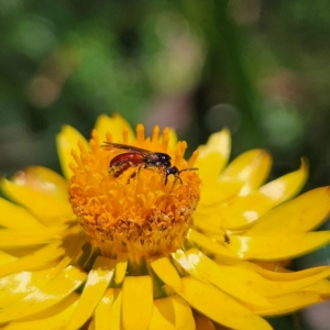 Exoneura sp. (genus) at QPRC LGA - 3 Mar 2024