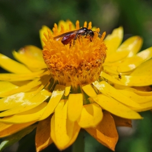 Exoneura sp. (genus) at QPRC LGA - 3 Mar 2024