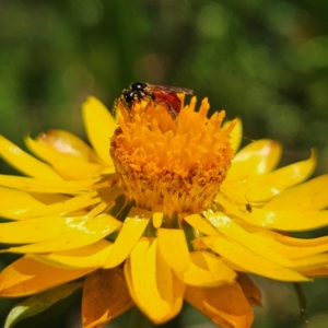 Exoneura sp. (genus) at QPRC LGA - 3 Mar 2024